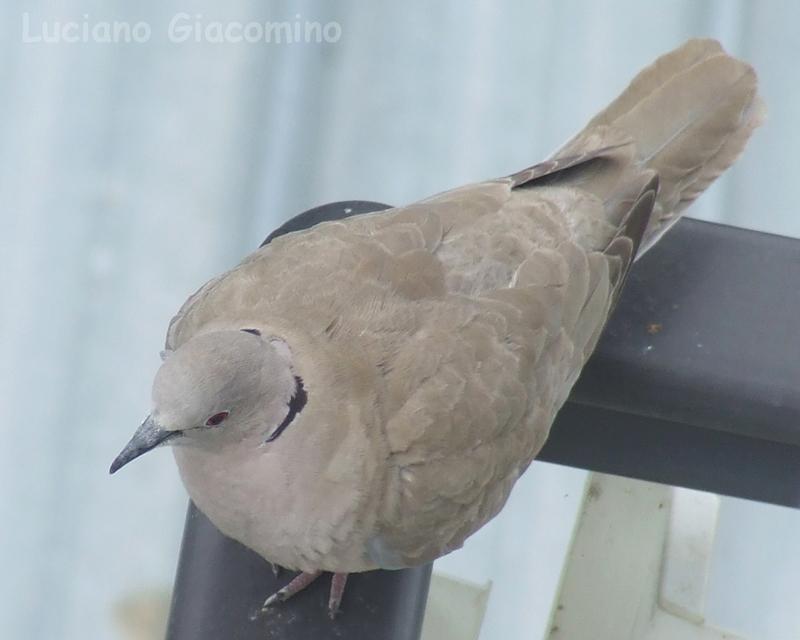 tortora dal collare orientale